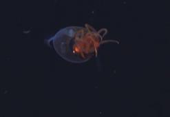 Dev kalamar ilk kez canlı olarak görüntülendi