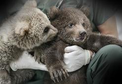 Ormanda bulunan yavru ayılar ‘Bulut’ ile ‘Yağmur’ barınağın maskotu oldu