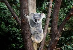 Koalalar neden ağaca sarılır? Meğer doğal klimaymış
