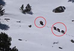 Yer: Sivas! Sürü halinde görüntülendiler, sonra gözden kayboldular