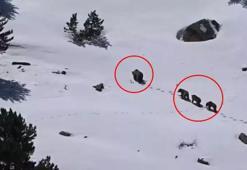 Anne ayı ve üç yavrusu yaylada görüntülendi