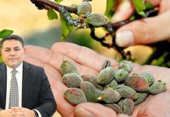 Malatya kayısısında 200 milyarlık don zararı