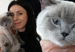 Kayıp kedi 'badem' sahibine kavuştu... Bulan kişi altınla ödüllendirildi