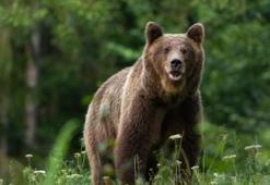 Japonya'da vahşi hayvanların 'acil durumlarda vurulmasına' izin veren yasaya onay