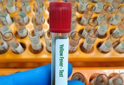 Kolombiya Cumhurbaşkanı Petro'dan "sarıhumma aşısı" çağrısı