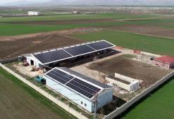 Devletten aldığı destekle çiftlik kurdu! Hem et hem enerji üretiyor