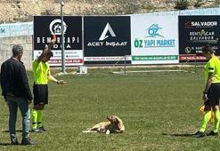 Konya'da amatör maçta sahaya giren köpeğe kırmızı kart!