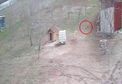 Kangal köpeğinin refleksi tavukların tilkiye yem olmasını önledi