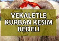 Vekaletle kurban kesim bedeli 2025 ne kadar? 🐮 Diyanet vekaletle kurban kesim bedeli kaç TL oldu?