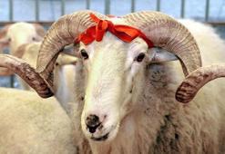 Son dakika: 2025 yılı kurban kesim bedeli açıklandı