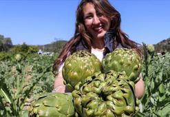 Ege'nin turistik ilçeleri sakız enginarıyla da ekonomiye katkı veriyor