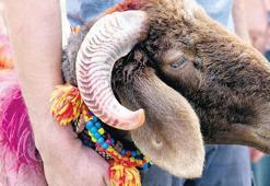 İşte vekalet yoluyla kurbanlık bedelleri