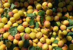 Zirai dondan etkilenen kayısıda 329,3 milyon dolarlık ihracat