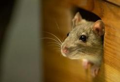 Fareleri eve davet eden hatalar! Bu iki bitkinin kokusundan nefret ediyorlar