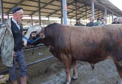Kurban Bayramı öncesi hayvan pazarlarında hareketlilik başladı