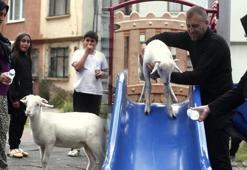 Tuvalet eğitimi aldı, parkta kaydıraktan kayarak eğleniyor! Maviş'in inanılmaz hikayesi