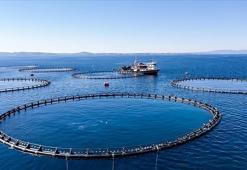 Karadeniz Bölgesi'nin su ürünleri ihracatı 62 milyon doları aştı