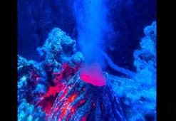 Su altı volkanında binlerce dev yumurta bulundu!