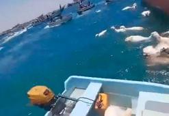 Yemen'de gemi enkazından 'balık tutar gibi' kuzu kurtardılar