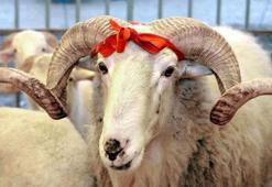 Türk Kızılay'ın vekaletle kurban kesim fiyatı belli oldu
