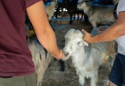 Kurban kesim fiyatı ne kadar? 2025 Yurt içi ve Filistin Gazze kategorisi için vekaletle kurban kesim bedeli kaç TL?
