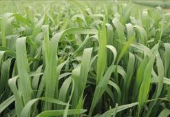 Tekirdağ'da yerli buğday çeşidi "NKÜ Paşaeli" tescillendi