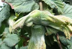 Fındık üreticisine ‘küllenme’ uyarısı