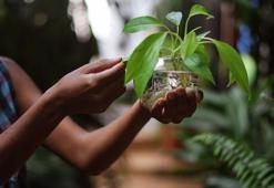 Bitkiden bitkiye mikrop bulaşıyor! Toprak değil siz yayıyorsunuz, dezenfekte etmek şart