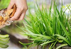 1 kaşık tozu bile aloe verayı coşturuyor! Patır patır yavrulayacak, fırına atın