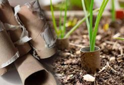 Biten rulolar altın değerinde! Vitamin olup besliyor, bahçeyi coşturan etki