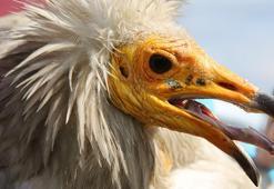 Midas'ın 101 bin kilometrelik rotası! Eskişehir'de şaırtan karşılaşma: Türkiye'de ilk ve tek