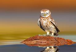 Yavru baykuşlar neden bebek gibi uyur?