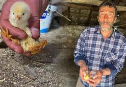 Yer: Çankırı! Yumurtadan çıkan civcivi görenler şaştı kaldı