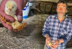 Yer: Çankırı! Yumurtadan çıkan civcivi görenler şaştı kaldı
