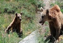 Bitlis Valiliği vatandaşları uyardı! Dikkat 'bozayı' çıkabilir