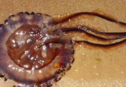 Atlantik'ten Marmara'ya geldi! Denizde alarm