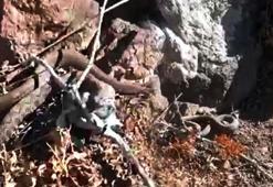 En zehirli tür! Bölgede ikinci kez görüldü: Isırdığı an yaşama şansı bırakmıyor