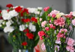 Yıl boyunca çiçekli kalan iki yeni karanfil çeşidi geliştirildi