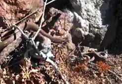 En zehirli tür! Bölgede ikinci kez görüldü: Isırdığı an yaşama şansı bırakmıyor