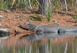 Florida'da timsah şoku! Kürek çekerken canından oldu