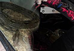 Yer: Bursa! Metrelerce uzunlukta, 11 yaşındaki boa yılan ekipleri şoke etti