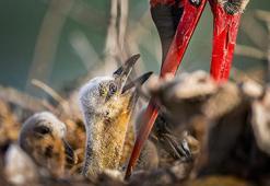 Yaren leyleğin 4 yavrusu yumurtadan çıktı