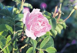 Isparta gülleri dünya annelerine ulaşacak