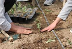Lise öğrencileri aldıkları eğitimle okuldaki serada sebze yetiştiriyor