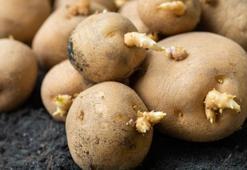 Hemen yeşeriyor ve filizleniyor mu? Patatesler bu meyve ile haftalarca taş gibi kalacak