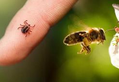 Keneye de arıya da kalkan! Önceden bilen yaşadı: İbn-i Sina’nın da sırrıymış