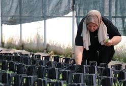 Emekliliğinden sonra girişimci oldu! Ata tohumundan fide yetiştiriyor