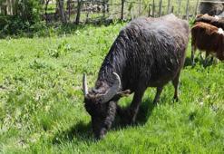 Firari manda şaşırttı! Muş'tan Ağrı'ya kaçtı, detaylar herkesi şoke etti