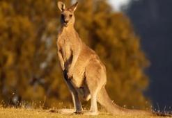 ABD'de akılalmaz olay! Kanguru, hayvanat bahçesi çalışanını öldürdü
