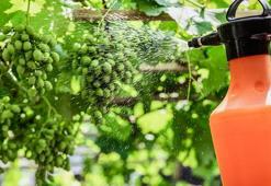 Dikkat eksikliğine yol açıyor! Sağlıklı beslenmenin görünmez tehdidi: Pestisit